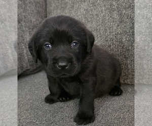 Labrador Retriever Litter for sale in VICTORVILLE, CA, USA