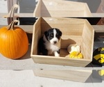 Small Photo #27 Australian Shepherd Puppy For Sale in RUSSELL, IA, USA