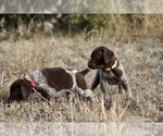 Small Photo #9 German Shorthaired Pointer Puppy For Sale in LEWELLEN, NE, USA