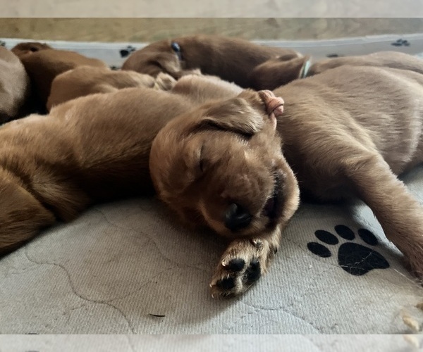 Medium Photo #3 Irish Setter Puppy For Sale in KALAHEO, HI, USA
