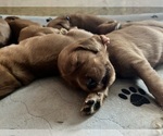 Small #2 Irish Setter
