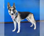 Small #1 German Shepherd Dog