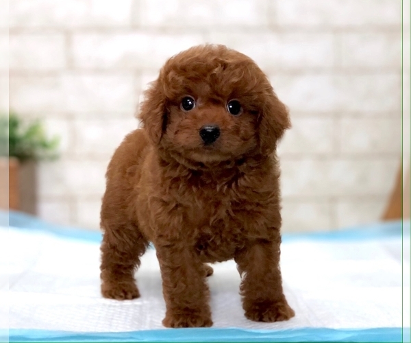 Medium Photo #5 Poodle (Toy) Puppy For Sale in DALLAS, TX, USA