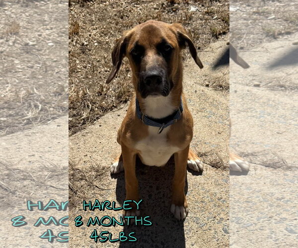 Medium Photo #1 Mutt Puppy For Sale in Woodbury, NY, USA