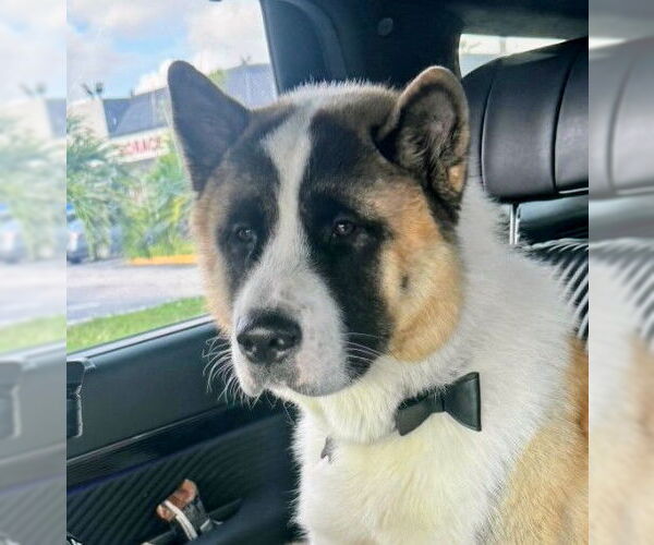 Medium Photo #1 Akita Puppy For Sale in Oakland Park, FL, USA