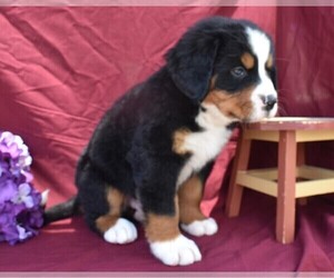 Bernese Mountain Dog Puppy for sale in MILLERSBURG, OH, USA