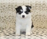Small #2 Pomsky