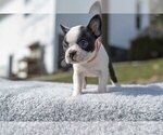 Small Photo #2 Boston Terrier Puppy For Sale in MILLERSBURG, OH, USA