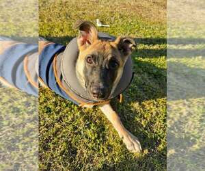 Mutt Dogs for adoption in Imlay City, MI, USA