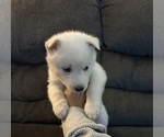 Small Photo #2 Siberian Husky Puppy For Sale in ARLINGTON, VT, USA