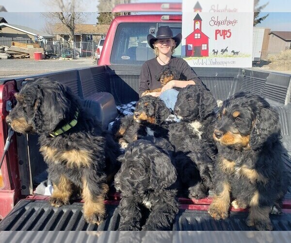 Medium Photo #23 Bernedoodle Puppy For Sale in GRANTSVILLE, UT, USA