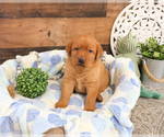 Small #4 Labrador Retriever