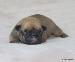 Medium French Bulldog