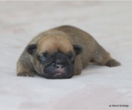 Puppy Buck French Bulldog