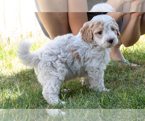 Bernedoodle (Miniature) Puppy for sale in ROY, UT, USA