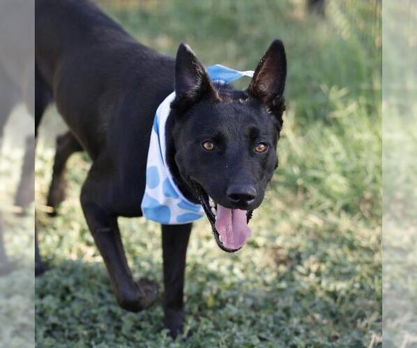 Medium Photo #1 German Shepherd Dog-Unknown Mix Puppy For Sale in San Antonio, TX, USA