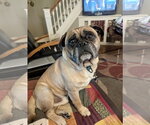 Small #1 Bulldog