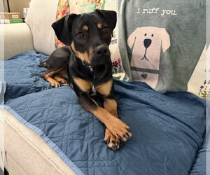 Mutt Dogs for adoption in Doylestown, PA, USA