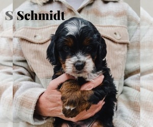 Bernedoodle (Miniature) Puppy for Sale in AM FORK, Utah USA