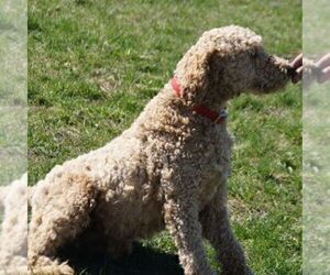 Father of the Poodle (Standard)-Springerdoodle Mix puppies born on 03/11/2021