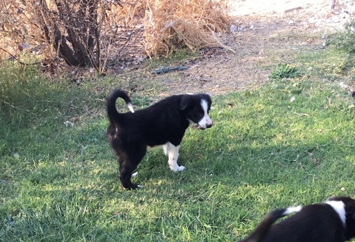 Medium Photo #9 Border Collie Puppy For Sale in GUSTINE, CA, USA