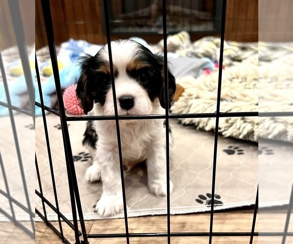 Medium Photo #3 Cavalier King Charles Spaniel Puppy For Sale in BOERNE, TX, USA