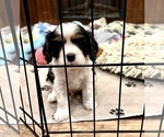 Small Photo #3 Cavalier King Charles Spaniel Puppy For Sale in BOERNE, TX, USA