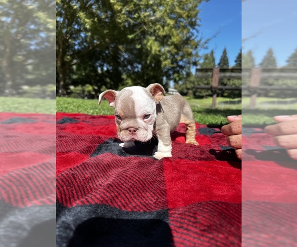 Medium Photo #2 English Bulldog Puppy For Sale in FRESNO, CA, USA