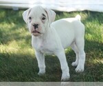 Small #4 Boxer