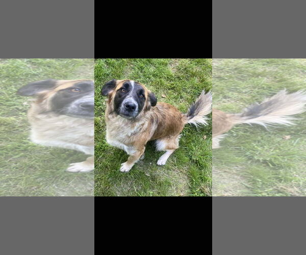 Medium Photo #5 German Shepherd Dog-Unknown Mix Puppy For Sale in Mouth Of Wilson, VA, USA