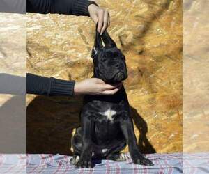 Cane Corso Puppy for sale in Smederevska Palanka, Central Serbia, Serbia