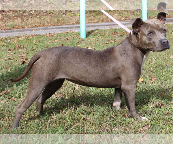 Medium Photo #4 American Pit Bull Terrier-Unknown Mix Puppy For Sale in Prattville, AL, USA