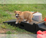 Small Photo #19 American Pit Bull Terrier Puppy For Sale in NAPLES, FL, USA