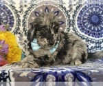 Small #1 Goldendoodle (Miniature)