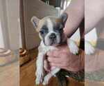 Puppy Puppy 2 French Bulldog