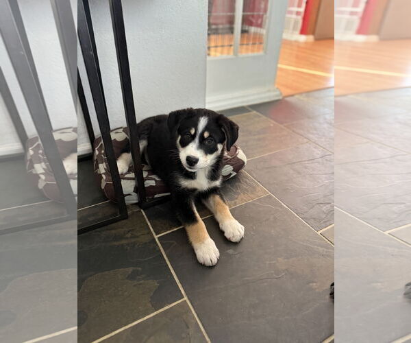 Medium Photo #3 Scottish Collisky Puppy For Sale in Littleton, CO, USA