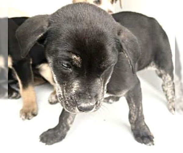 Medium Photo #2 Mutt Puppy For Sale in Houston, TX, USA