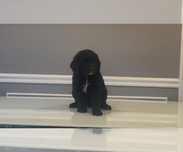 Medium Photo #41 Bernedoodle-Labradoodle Mix Puppy For Sale in MILFORD, NJ, USA