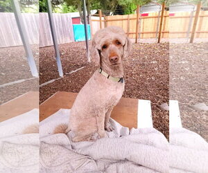 Poodle (Standard) Dogs for adoption in Sequim, WA, USA