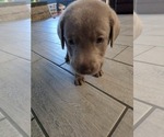 Small #2 Labrador Retriever