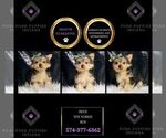Puppy Reed Yorkshire Terrier
