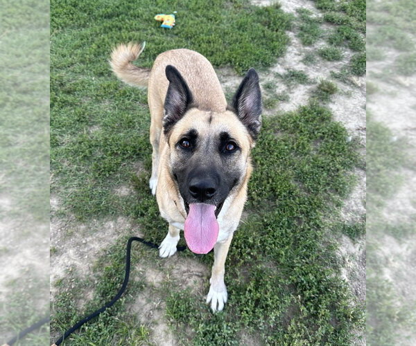 Medium Photo #4 German Shepherd Dog-Unknown Mix Puppy For Sale in Evansville, IN, USA