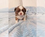 Puppy Puppy 1 Shih Tzu