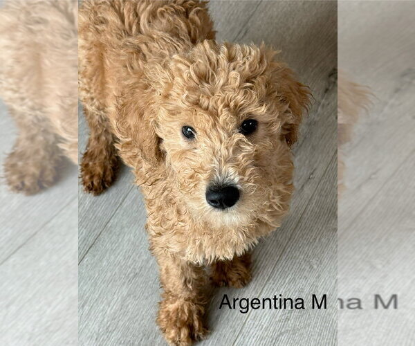 Medium Photo #1 Golden Retriever Puppy For Sale in Studio City, CA, USA