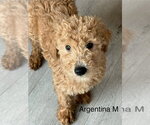 Small Golden Retriever