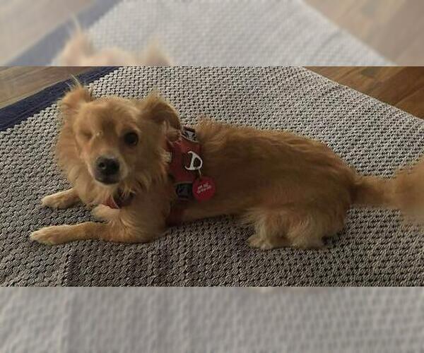 Medium Photo #3 Chihuahua-Colonial Cocker Spaniel Mix Puppy For Sale in Oakley, CA, USA