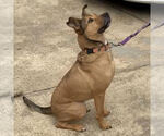 Small #4 Black Mouth Cur-German Shepherd Dog Mix