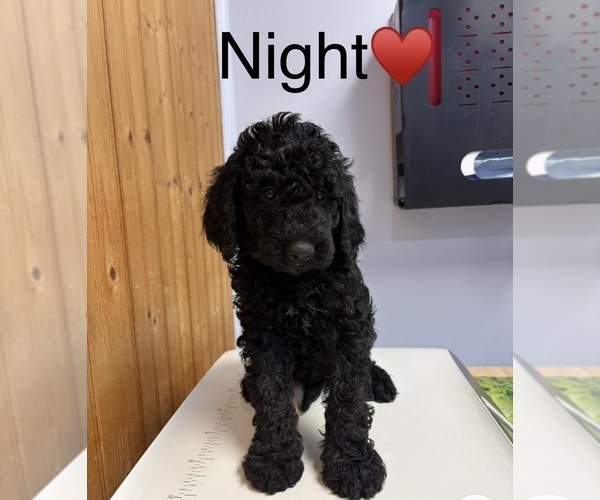 Medium Photo #2 Goldendoodle Puppy For Sale in HILLSBORO, TX, USA