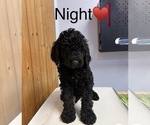 Night - Male Goldendoodle Puppy for Sale - Photo #2
