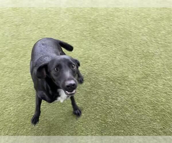 Medium Photo #1 Labrador Retriever-Unknown Mix Puppy For Sale in Waco, TX, USA